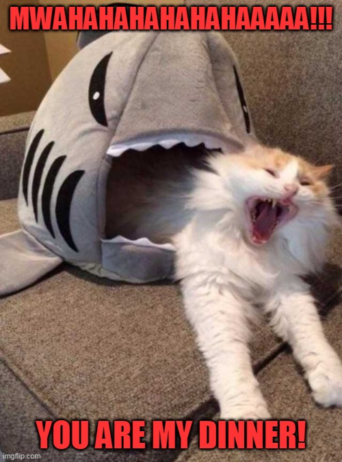 shark eating cat | MWAHAHAHAHAHAHAAAAA!!! YOU ARE MY DINNER! | image tagged in shark eating cat,dinner,animals,laughs,oh no,funny picture | made w/ Imgflip meme maker