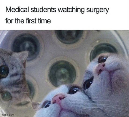 lol | image tagged in cats,memes,funny | made w/ Imgflip meme maker