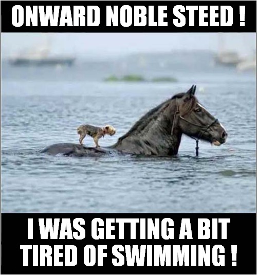A Convenient Horsie ! | ONWARD NOBLE STEED ! I WAS GETTING A BIT
TIRED OF SWIMMING ! | image tagged in dogs,horse,swimming | made w/ Imgflip meme maker