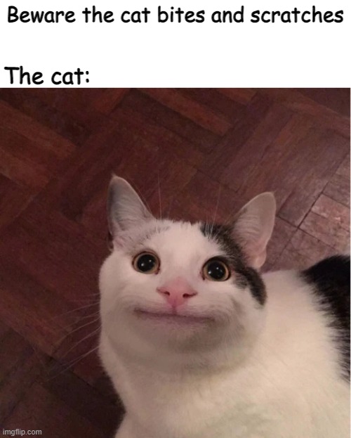 awww | Beware the cat bites and scratches; The cat: | image tagged in memes,cats,funny | made w/ Imgflip meme maker