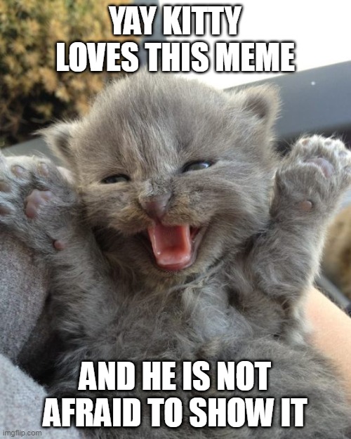 Yay Kitty | YAY KITTY LOVES THIS MEME AND HE IS NOT AFRAID TO SHOW IT | image tagged in yay kitty | made w/ Imgflip meme maker