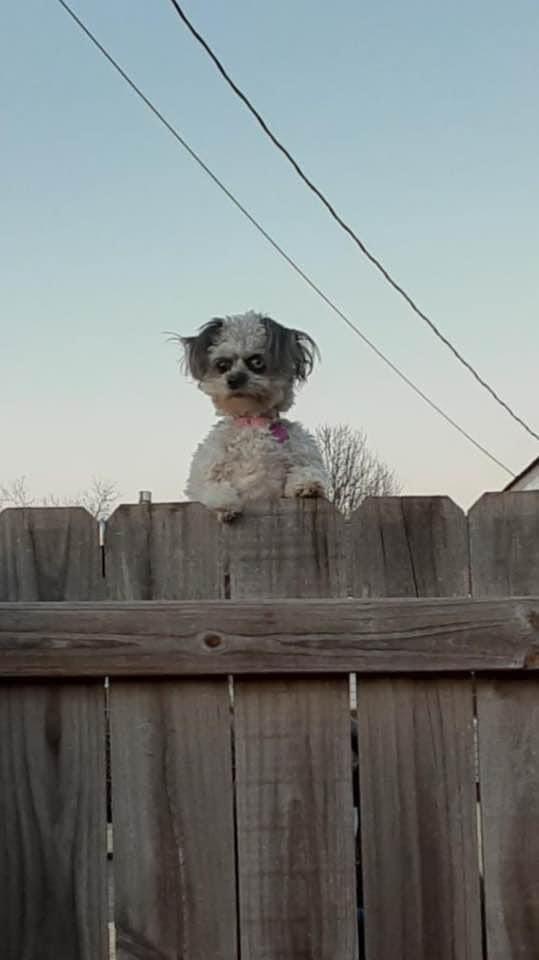 Creepy Doggo Blank Meme Template