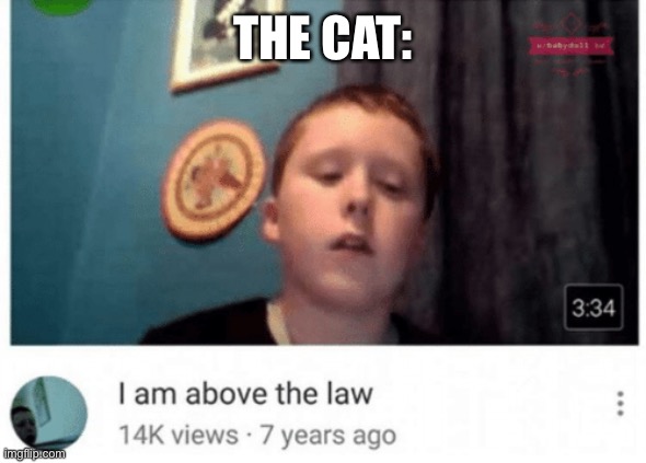 I am above the law | THE CAT: | image tagged in i am above the law | made w/ Imgflip meme maker