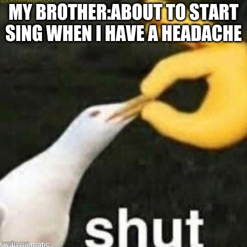 Shut Gull | MY BROTHER:ABOUT TO START SING WHEN I HAVE A HEADACHE | image tagged in shut gull | made w/ Imgflip meme maker