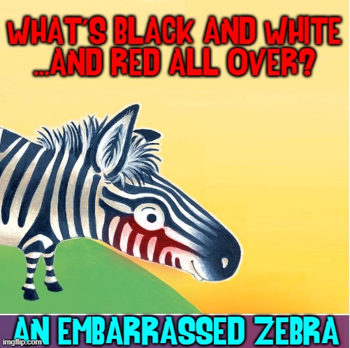 *It could be a nun tripping down a staircase. | WHAT'S BLACK AND WHITE
...AND RED ALL OVER? AN EMBARRASSED ZEBRA | image tagged in vince vance,embarrassed,zebra,nun,memes,riddles and brainteasers | made w/ Imgflip meme maker