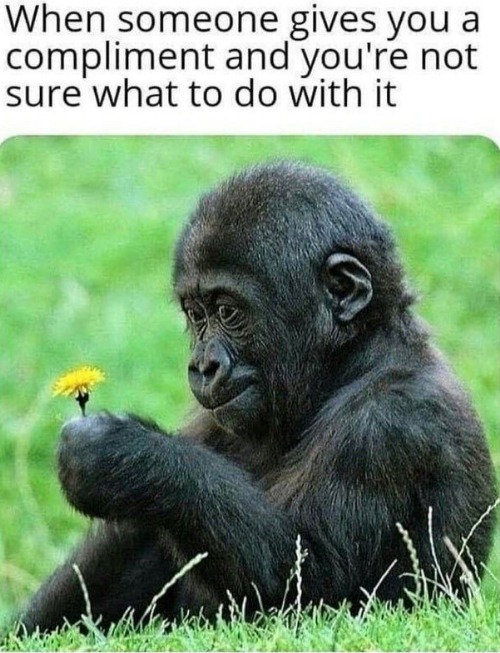 Yes | made w/ Imgflip meme maker