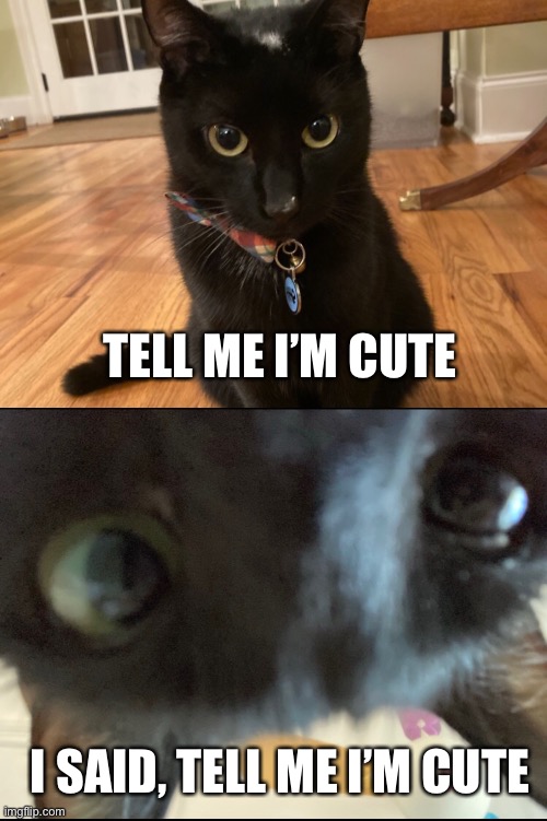 beware of cat | TELL ME I’M CUTE; I SAID, TELL ME I’M CUTE | image tagged in cat,evil cat,cute | made w/ Imgflip meme maker