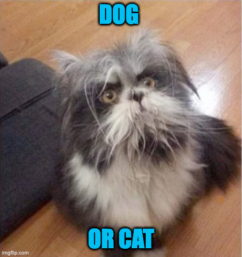 DOG; OR CAT | made w/ Imgflip meme maker