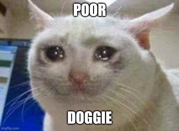 Sad cat | POOR DOGGIE | image tagged in sad cat | made w/ Imgflip meme maker