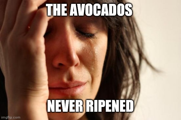 First World Problems Meme | THE AVOCADOS NEVER RIPENED | image tagged in memes,first world problems | made w/ Imgflip meme maker