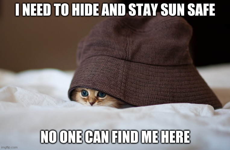 Cat in the hat | I NEED TO HIDE AND STAY SUN SAFE; NO ONE CAN FIND ME HERE | image tagged in cute cat | made w/ Imgflip meme maker