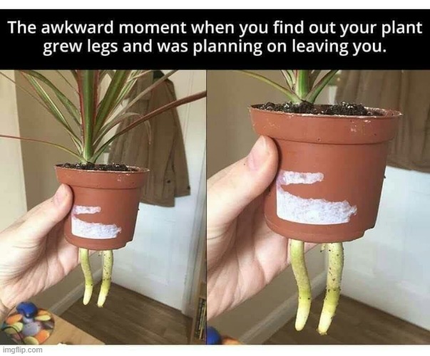 He has legs :0 | image tagged in plants | made w/ Imgflip meme maker