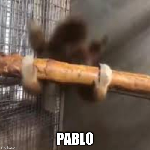 Pablo | PABLO | image tagged in monke | made w/ Imgflip meme maker