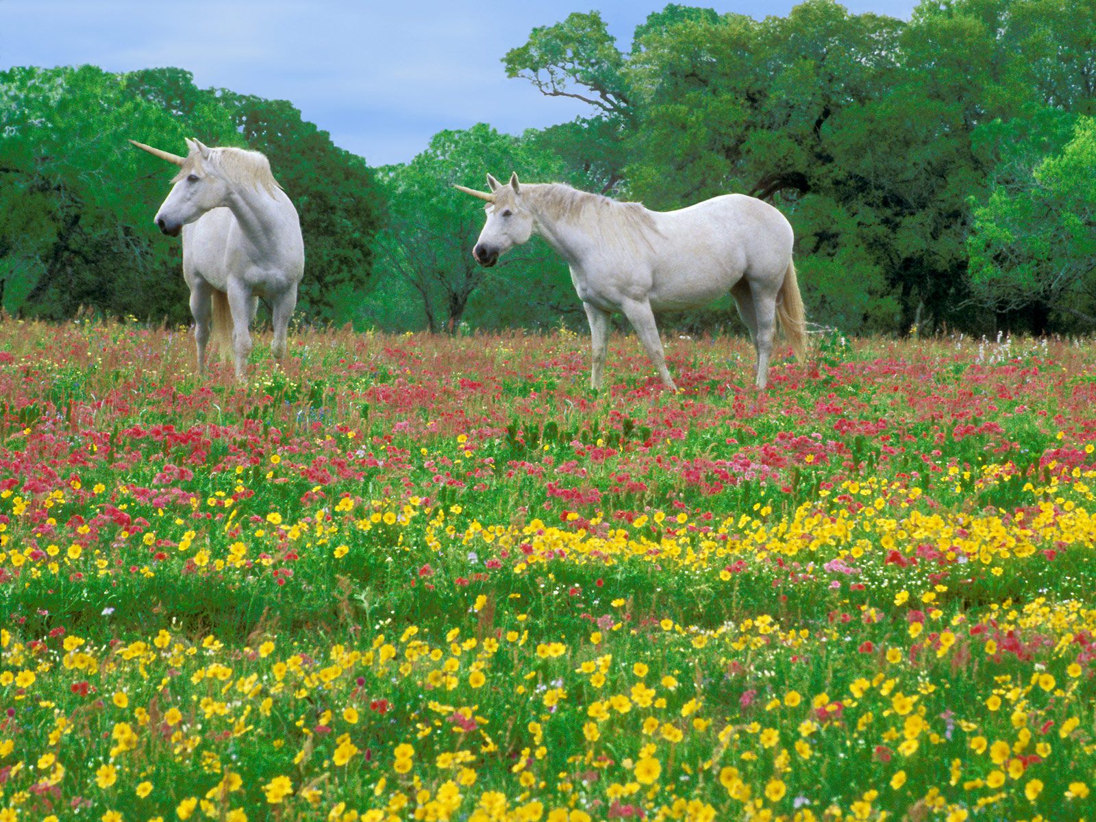 High Quality unicorns in a field of flowers Blank Meme Template