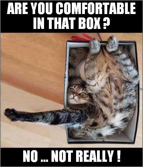 A Cat In The Box ! | ARE YOU COMFORTABLE
IN THAT BOX ? NO ... NOT REALLY ! | image tagged in cats,boxes,uncomfortable | made w/ Imgflip meme maker