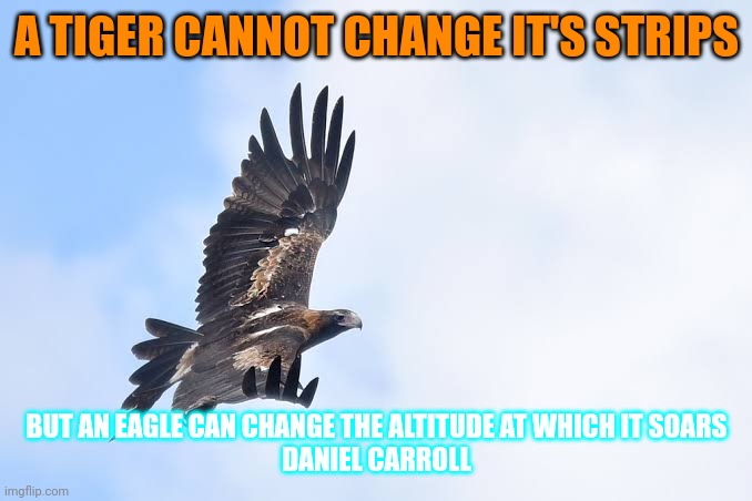 On eagles wings |  A TIGER CANNOT CHANGE IT'S STRIPS; BUT AN EAGLE CAN CHANGE THE ALTITUDE AT WHICH IT SOARS
DANIEL CARROLL | image tagged in motivation,eagles | made w/ Imgflip meme maker