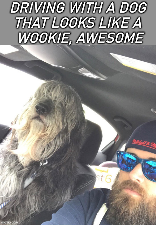 DRIVING WITH A DOG 
THAT LOOKS LIKE A 
WOOKIE, AWESOME | image tagged in star wars,wookies | made w/ Imgflip meme maker