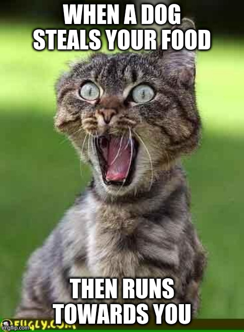 Cat freak out | WHEN A DOG STEALS YOUR FOOD; THEN RUNS TOWARDS YOU | image tagged in cat freak out | made w/ Imgflip meme maker