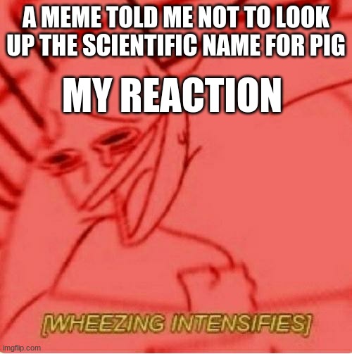 Wheeze | A MEME TOLD ME NOT TO LOOK UP THE SCIENTIFIC NAME FOR PIG; MY REACTION | image tagged in wheeze | made w/ Imgflip meme maker