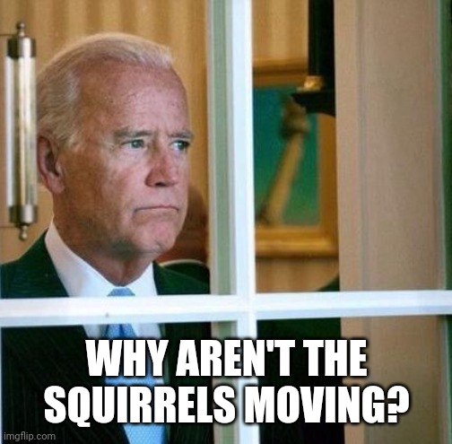 Sad Joe Biden | WHY AREN'T THE SQUIRRELS MOVING? | image tagged in sad joe biden | made w/ Imgflip meme maker