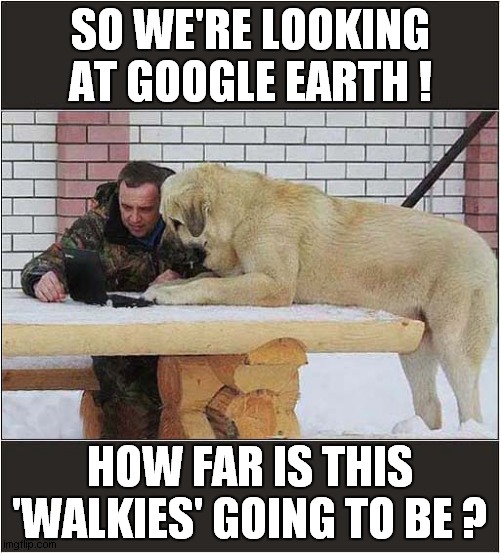This Seems Like Too Much Exercise ! | SO WE'RE LOOKING AT GOOGLE EARTH ! HOW FAR IS THIS 'WALKIES' GOING TO BE ? | image tagged in dogs,google earth,walkies | made w/ Imgflip meme maker