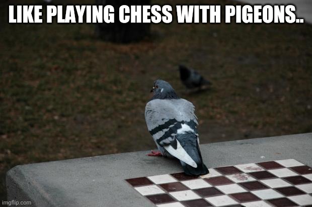 Pigeon Shitting on Chess Board | LIKE PLAYING CHESS WITH PIGEONS.. | image tagged in pigeon shitting on chess board | made w/ Imgflip meme maker