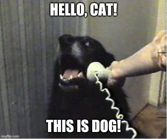 Yes this is dog | HELLO, CAT! THIS IS DOG! | image tagged in yes this is dog | made w/ Imgflip meme maker