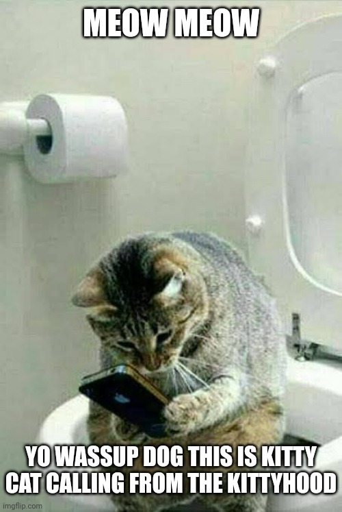 Cat phone toilet | MEOW MEOW YO WASSUP DOG THIS IS KITTY CAT CALLING FROM THE KITTYHOOD | image tagged in cat phone toilet | made w/ Imgflip meme maker