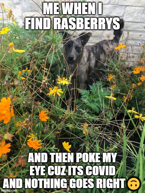 This is my doggo btw |  ME WHEN I FIND RASBERRYS; AND THEN POKE MY EYE CUZ ITS COVID AND NOTHING GOES RIGHT🙃 | image tagged in dogs,covid-19,depression | made w/ Imgflip meme maker