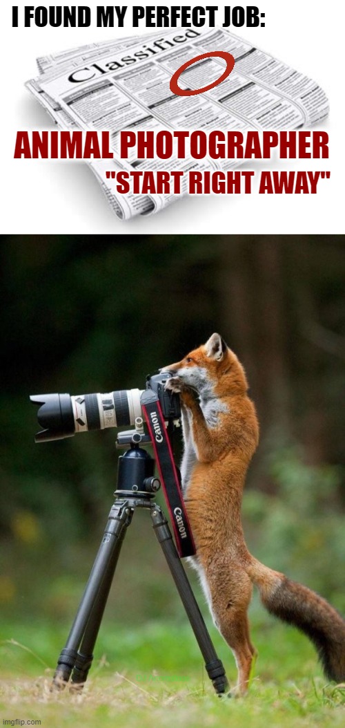 It's not easy being foxy | I FOUND MY PERFECT JOB:; ANIMAL PHOTOGRAPHER; "START RIGHT AWAY"; DJ Anomalous | image tagged in peculiar classifieds,photography,animals,fox,canon,camera | made w/ Imgflip meme maker