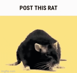 Top rat invasion meme of the day - Imgflip