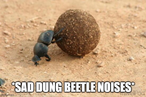 Hard Working Dung Beetle | *SAD DUNG BEETLE NOISES* | image tagged in hard working dung beetle | made w/ Imgflip meme maker