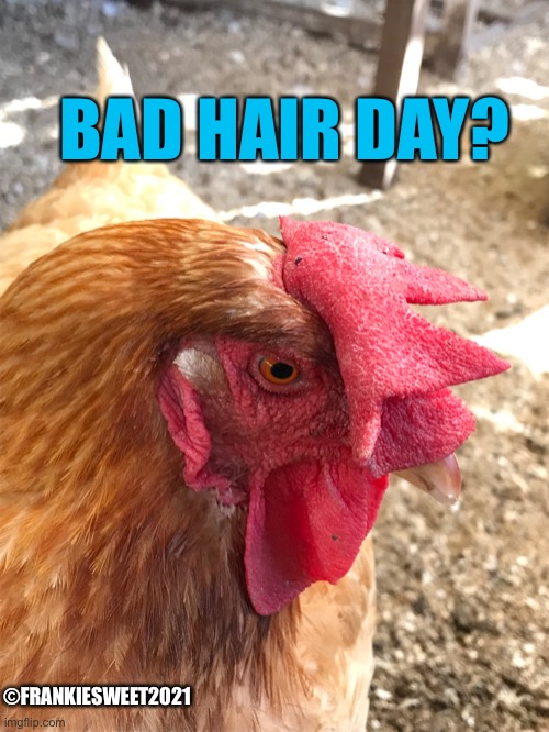 Bad hair day? | BAD HAIR DAY? ©FRANKIESWEET2021 | image tagged in hair,hairstyle,fashion,hen,henhouse,coop | made w/ Imgflip meme maker