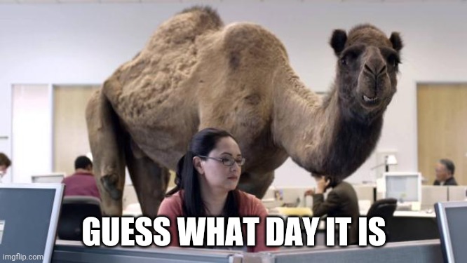 Hump Day Camel | GUESS WHAT DAY IT IS | image tagged in hump day camel | made w/ Imgflip meme maker