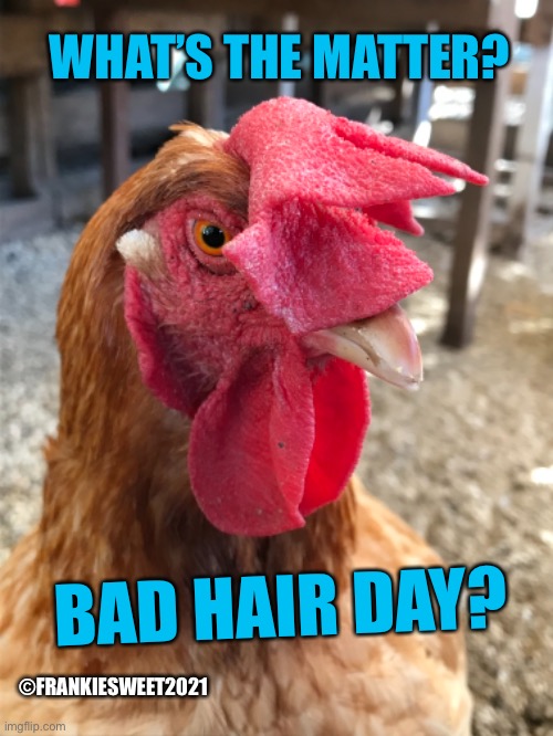 Bad hair day? | WHAT’S THE MATTER? BAD HAIR DAY? ©FRANKIESWEET2021 | image tagged in matter,hairstyle,hair day,comb,hen,fashion | made w/ Imgflip meme maker