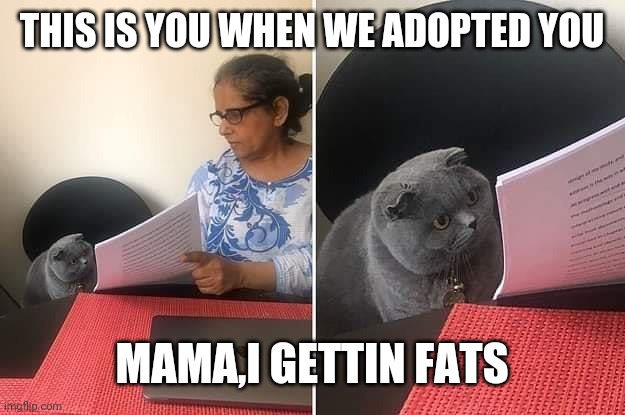 Woman showing paper to cat |  THIS IS YOU WHEN WE ADOPTED YOU; MAMA,I GETTIN FATS | image tagged in woman showing paper to cat | made w/ Imgflip meme maker