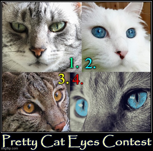 Who's Your Fav? (free to enter) | 1. 2. 4. 3. Pretty Cat Eyes Contest | image tagged in vince vance,cats,eyes,contest,i love cats,memes | made w/ Imgflip meme maker