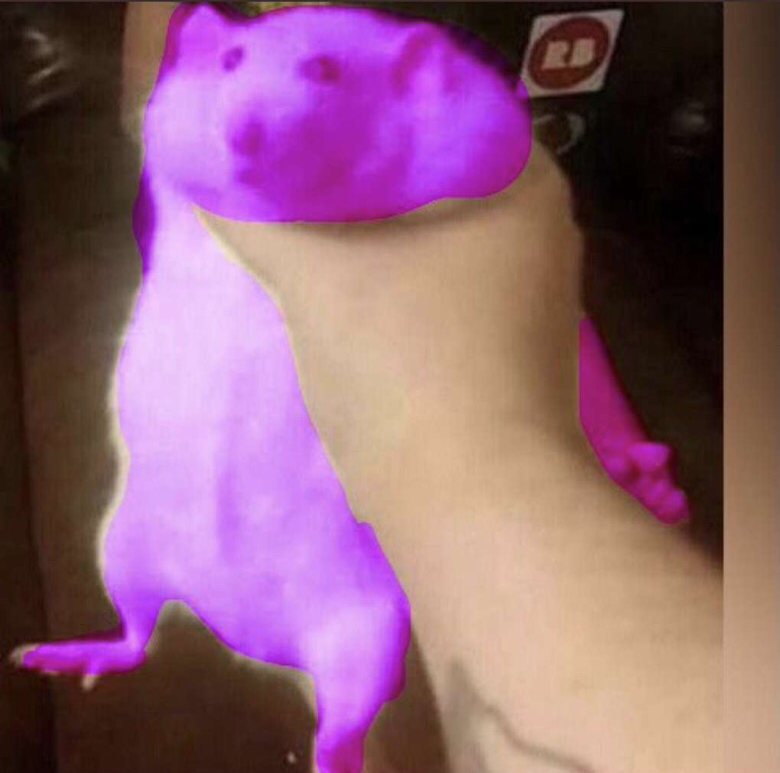 High Quality Purple rat Blank Meme Template