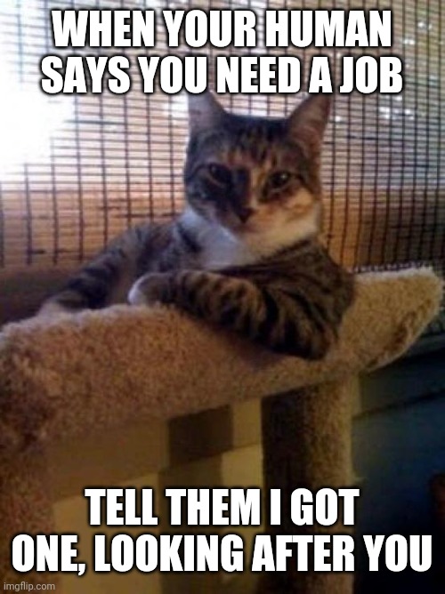 The Most Interesting Cat In The World |  WHEN YOUR HUMAN SAYS YOU NEED A JOB; TELL THEM I GOT ONE, LOOKING AFTER YOU | image tagged in memes,the most interesting cat in the world | made w/ Imgflip meme maker