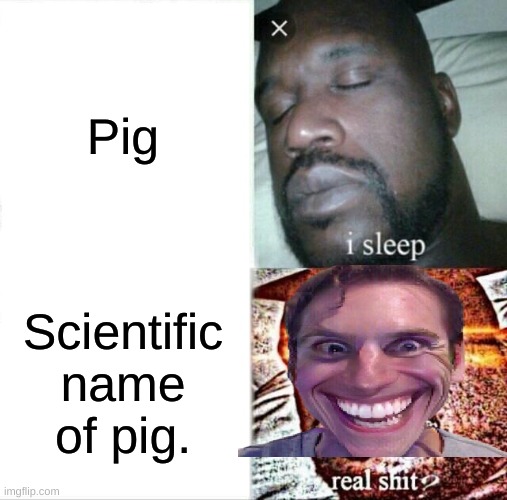 SUS | Pig; Scientific name of pig. | image tagged in memes,sleeping shaq,among us,funny | made w/ Imgflip meme maker