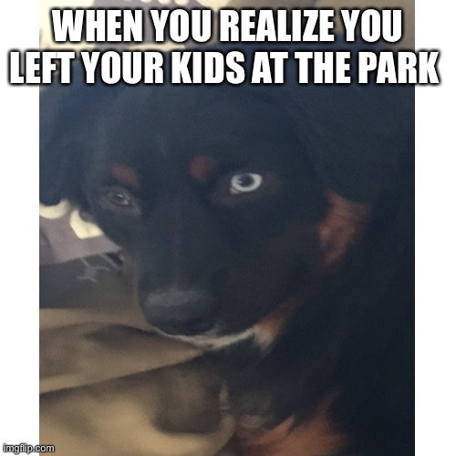 The mom be like | WHEN YOU REALIZE YOU LEFT YOUR KIDS AT THE PARK | image tagged in funny dog memes | made w/ Imgflip meme maker