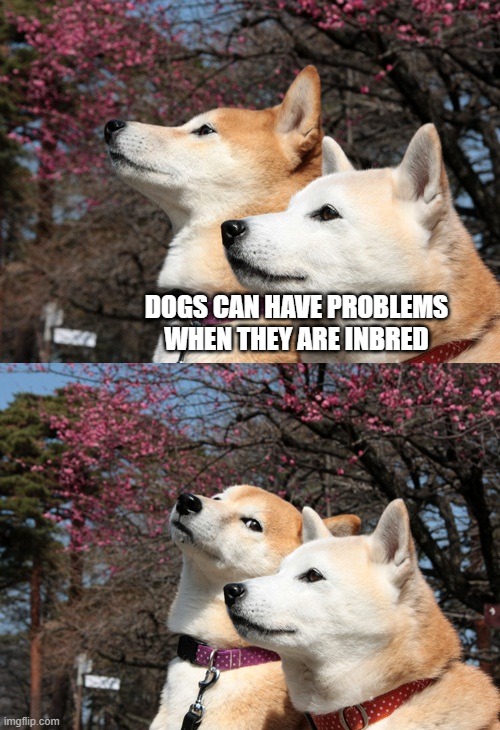 DOGS CAN HAVE PROBLEMS WHEN THEY ARE INBRED | image tagged in bad pun dogs | made w/ Imgflip meme maker