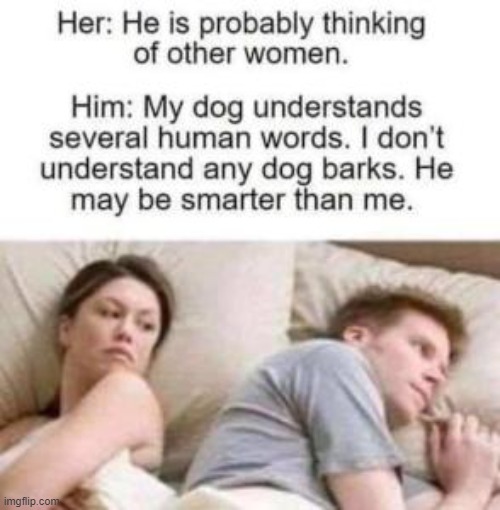 dog iq = 100000000000000000 | image tagged in i bet he's thinking about other women | made w/ Imgflip meme maker