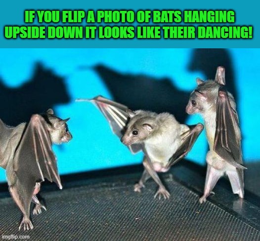 just hanging around | IF YOU FLIP A PHOTO OF BATS HANGING UPSIDE DOWN IT LOOKS LIKE THEIR DANCING! | image tagged in bats,dancing | made w/ Imgflip meme maker