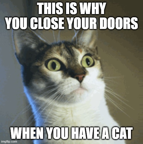 Surprised Cat |  THIS IS WHY YOU CLOSE YOUR DOORS; WHEN YOU HAVE A CAT | image tagged in surprised cat | made w/ Imgflip meme maker