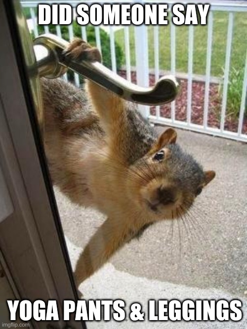 Did someone say | DID SOMEONE SAY; YOGA PANTS & LEGGINGS | image tagged in squirrel,yoga pants | made w/ Imgflip meme maker