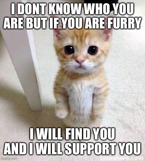Cute Cat |  I DONT KNOW WHO YOU ARE BUT IF YOU ARE FURRY; I WILL FIND YOU AND I WILL SUPPORT YOU | image tagged in memes,cute cat | made w/ Imgflip meme maker