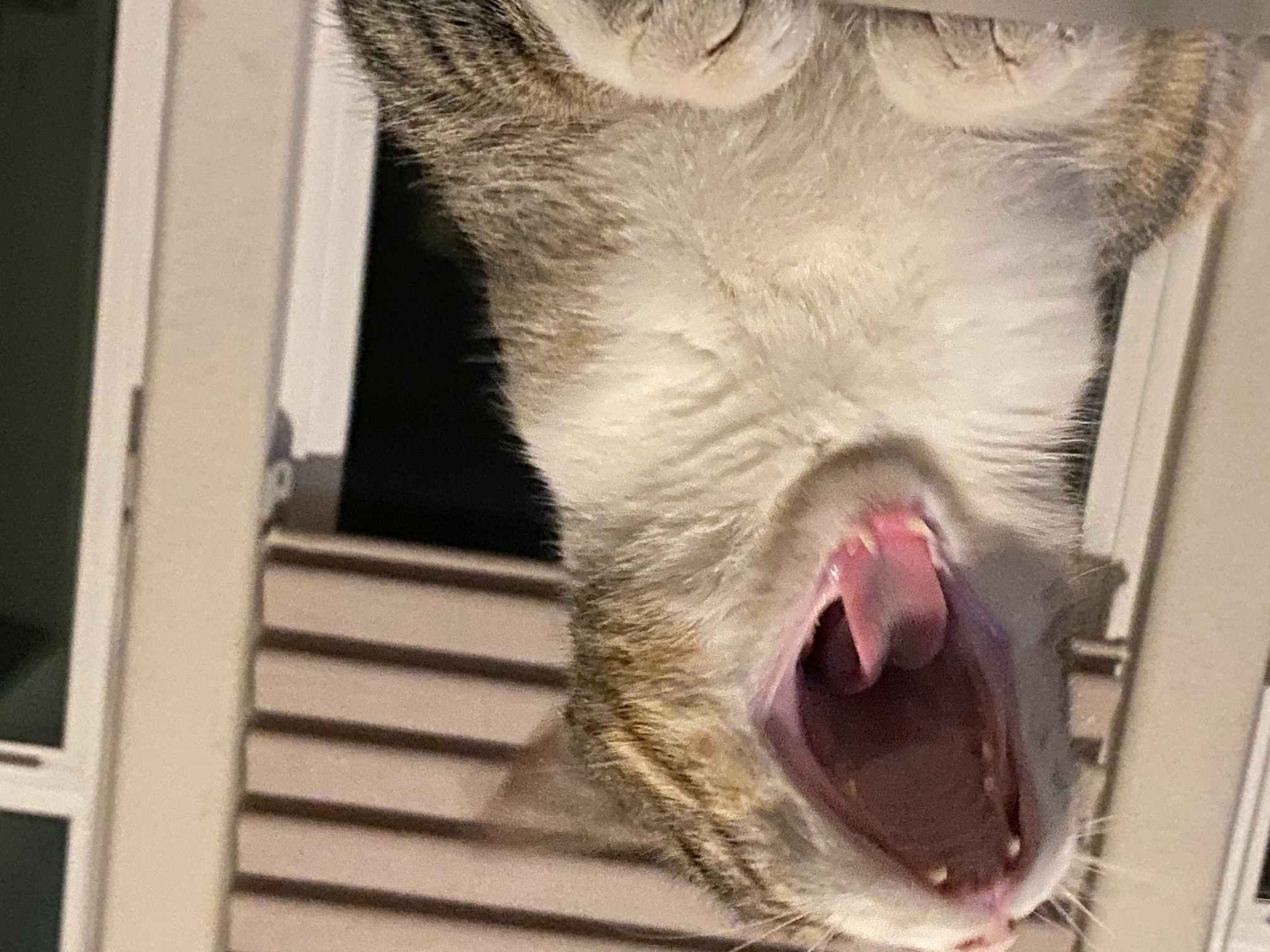 Pua Rawr Blank Meme Template