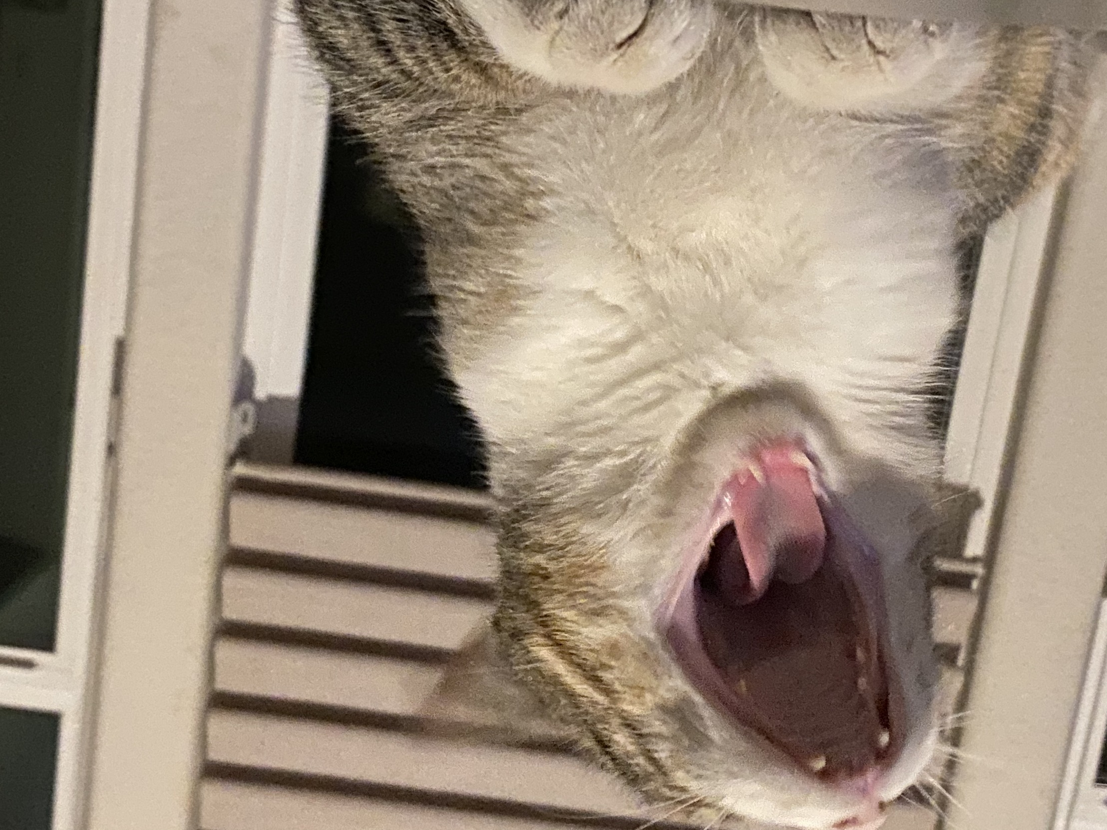 Pua Roar Blank Meme Template