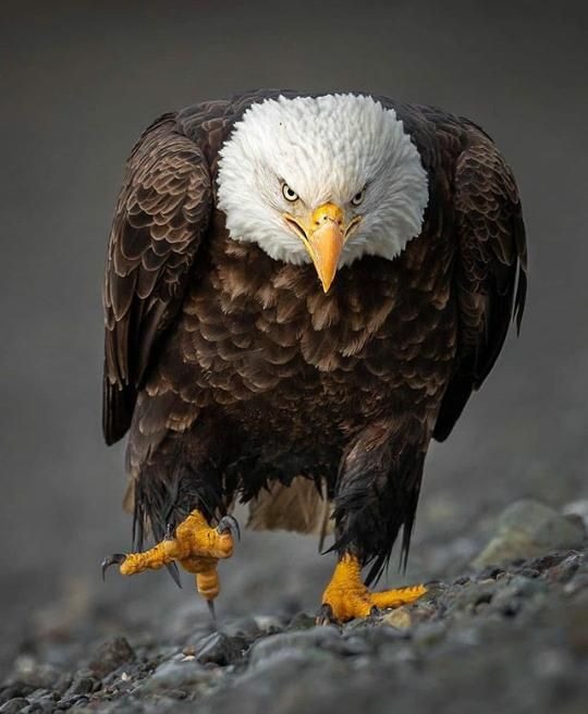 High Quality eagle Blank Meme Template